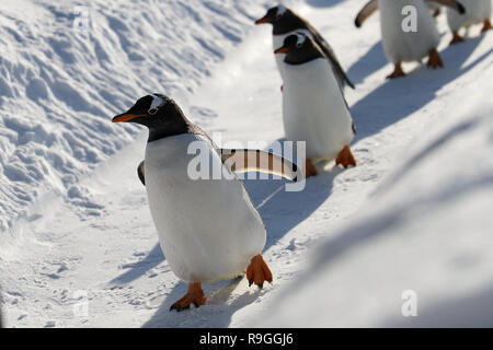 Harbin, Chine, province de Heilongjiang. Le 24 décembre, 2018. Les pingouins d'Harbin Polarland jouer en dehors de Harbin, dans la province du nord-est de la Chine, le 24 décembre 2018. Credit : Cao Jiyang/Xinhua/Alamy Live News Banque D'Images