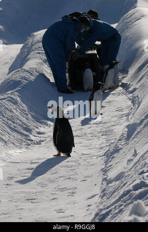 Harbin, Chine, province de Heilongjiang. Le 24 décembre, 2018. Les pingouins d'Harbin Polarland jouer en dehors de Harbin, dans la province du nord-est de la Chine, le 24 décembre 2018. Credit : Cao Jiyang/Xinhua/Alamy Live News Banque D'Images