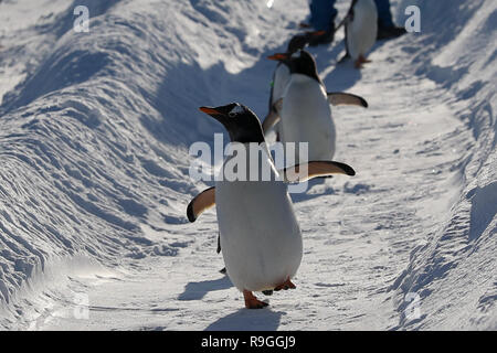 Harbin, Chine, province de Heilongjiang. Le 24 décembre, 2018. Les pingouins d'Harbin Polarland jouer en dehors de Harbin, dans la province du nord-est de la Chine, le 24 décembre 2018. Credit : Cao Jiyang/Xinhua/Alamy Live News Banque D'Images