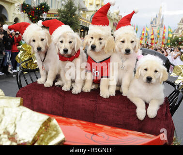 (Déc. 6, 2009) : la canine stars de Disney's new DVD maison de vacances "santa Buddies : The Legend of Santa Paws' poser le 6 décembre, 2009 sur Main Street USA au Magic Kingdom en Lake Buena Vista, en Floride, tandis que l'enregistrement d'une segment pour la 'DDisney Parks Christmas Day Parade' plat spécial. La maison de vacances annuelles diffusées est diffusée le 25 décembre sur ABC-TV. People : Santa Buddies Banque D'Images