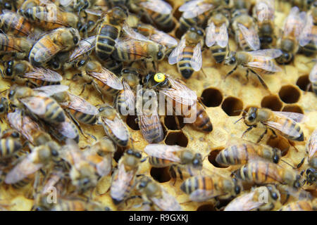 Les abeilles travaillent sur un nid d'structure hexagonale dans la ruche Banque D'Images