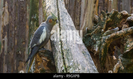 Cockatiel femelle assis sur une branche, un animal de compagnie populaire en aviculture de l'Australie Banque D'Images