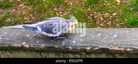 Cockatiel mâle de manger les graines sur une planche en bois, animal populaire dans l'aviculture, un petit cacatoès à partir de l'Australie Banque D'Images