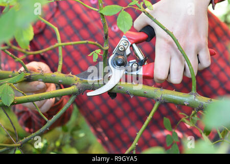 La main de jardinier élagage élagage ciseaux de jardin rosiers grimpants. Banque D'Images