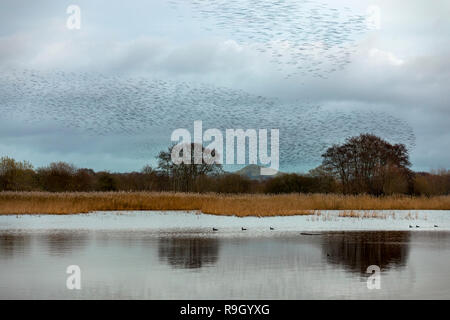 Starling Sturnus vulgaris ; troupeau ; Roost ; Somerset UK Banque D'Images