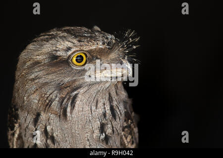 Podargus strigoides Tawny Une grille supérieure ; seul ; Portrait ; UK en captivité Banque D'Images