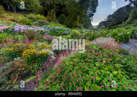 Trebah Garden ; floraison en été, Cornwall, UK Banque D'Images