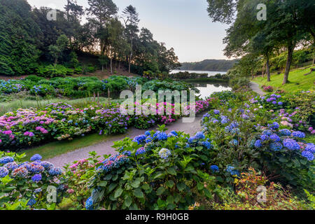 Trebah Garden ; floraison en été, Cornwall, UK Banque D'Images