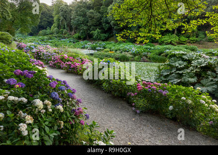 Trebah Garden ; floraison en été, Cornwall, UK Banque D'Images