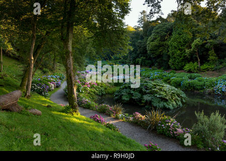 Trebah Garden ; floraison en été, Cornwall, UK Banque D'Images