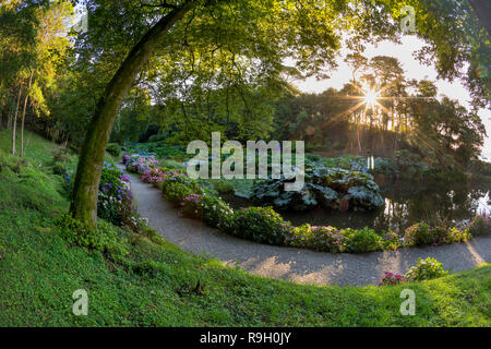 Trebah Garden ; floraison en été, Cornwall, UK Banque D'Images