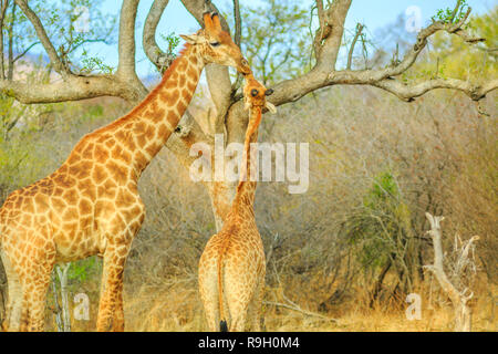 La maman girafe et son veau à Madikwe Game Reserve, Afrique du Sud. Deux girafes qui s'étend du haut pour manger un arbre sec. Banque D'Images