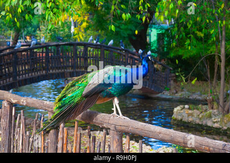 Peacock assis sur la clôture avec le fond de la rivière, l'automne Banque D'Images