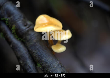 Enokitake, Colybie a, également appelé futu, fruits de mer, champignons champignons d'hiver, hiver, champignon pied velouté, tige ou tige velours velours Banque D'Images