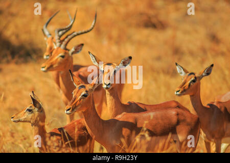 Vue latérale d'Impala Aepyceros melampus, groupe, comité permanent à Madikwe Game Reserve au cours de la commande de jeu safari en Afrique du Sud. Arrière-plan flou. saison sèche. Banque D'Images