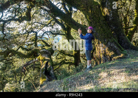 Une fille en bleu et violet Hat Prendre des photos avec un téléphone à l'extérieur dans une zone forestière, Fédération de Ridge OSP, Californie Banque D'Images