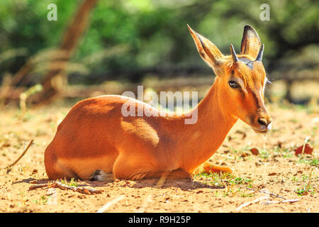 Vue latérale d'Impala Aepyceros melampus, femelle, le plus commun d'antilopes, assis à Umkhuze Game Reserve, Afrique du Sud. Arrière-plan flou. Banque D'Images