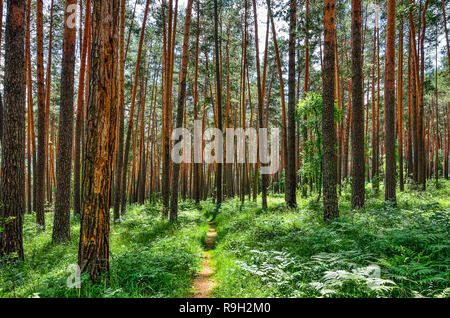 Beau paysage ensoleillé d'été dans une forêt de pins avec de grands troncs minces de conifères, l'air pur et frais des fougères vert sur le terrain. Majestic n Banque D'Images