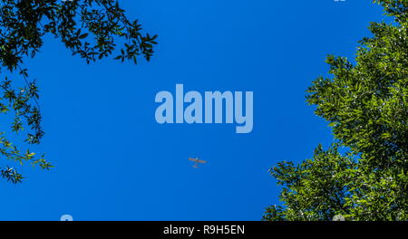 Les petits aéronefs blancs visibles dans le ciel bleu à travers une lacune dans le couvert forestier image avec copie espace Banque D'Images