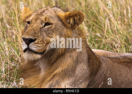 Jeune lion dans la savane. Le roi à l'avenir. Le Masai Mara, Kenya. Banque D'Images