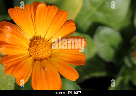 Marigold Anglais orange Macro Banque D'Images