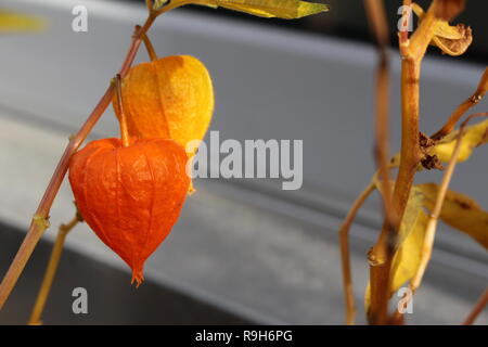 De physalis plante macro shot Banque D'Images