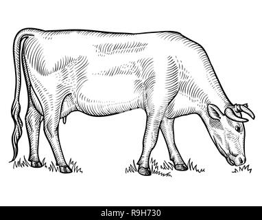 Le pâturage des vaches sur pré. Vache dans un style graphique. Hand drawn vector illustration Illustration de Vecteur