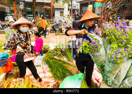 HANOI, VIETNAM - 14 février : vendeuse de fleurs non identifiées à l'Quang Ba marché aux fleurs le 14 février 2018 à Hanoi, Vietnam en Asie Banque D'Images