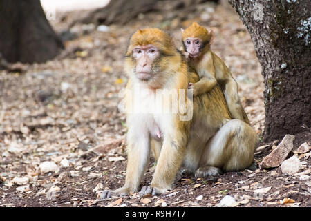 Singe Macaque de barbarie assis sur le sol de la forêt de cèdres, Azrou, le Maroc en Afrique Banque D'Images