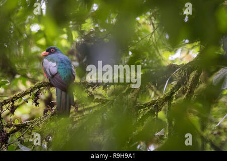 Trogon à queue vineuse (Trogon massena) mâle perché sur branche. Puerto Viejo river. Heredia province. Costa Rica. Banque D'Images