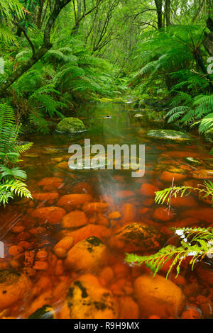 La rivière Rouge à travers la forêt pluviale tempérée luxuriante dans le Parc National de Garden Route en Afrique du Sud. Banque D'Images