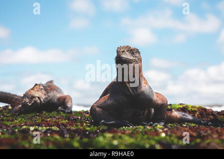 Iguane marin Marina Îles Galápagos Banque D'Images