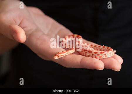 Un serpent de maïs nord-américain (Pantherophis guttatus) sur place Banque D'Images