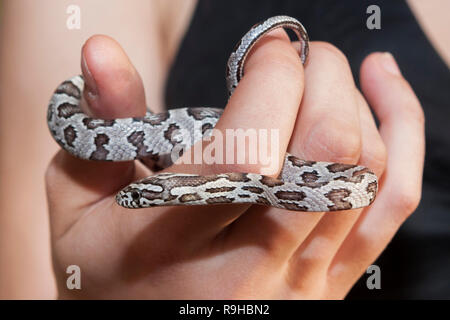 Un serpent de maïs nord-américain (Pantherophis guttatus) tenu dans la main Banque D'Images