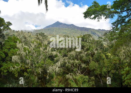 L'ascension du mont Meru, Parc National d'Arusha, Tanzanie Banque D'Images