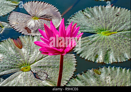 Un srtiped libellule jaune et noire se situe à proximité d'une fleur de lotus sacré sur un étang au Laos Banque D'Images