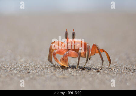 Le crabe fantôme rouge fantasma cangrejo rojo Isla de la Plata l'Équateur Banque D'Images