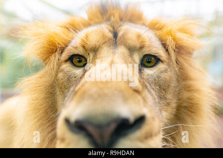 L'Asiatique mâle lion les yeux dans la caméra. Il est aussi connu sous le nom de "lion indien' et 'Persian lion'. Banque D'Images