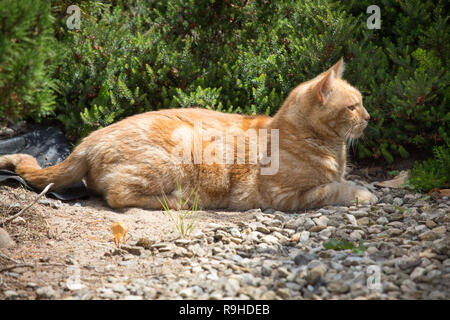 Laissez-moi seul je suis relax dans le jardin Banque D'Images