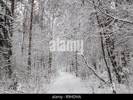 Belle forêt d'hiver avec snowy trees. А beaucoup de rameaux minces recouverts de neige Blanc moelleux Banque D'Images