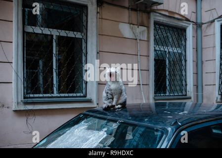 Cat bâillement d'Airain assis sur la voiture. Banque D'Images