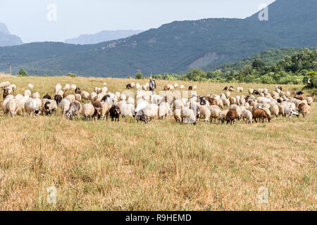 Troupeau de moutons et chèvres près du pont de la rivière Vjosa Albanie Banque D'Images