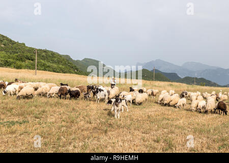 Troupeau de moutons et chèvres près du pont de la rivière Vjosa Albanie Banque D'Images