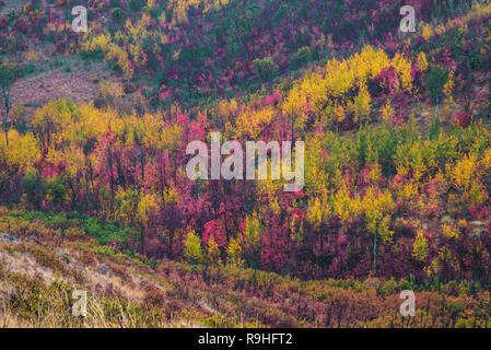 Flanc de Multi-couleur en automne crée une mosaïque palette de couleurs. Un coup de neige crée des intérêts supplémentaires. Banque D'Images