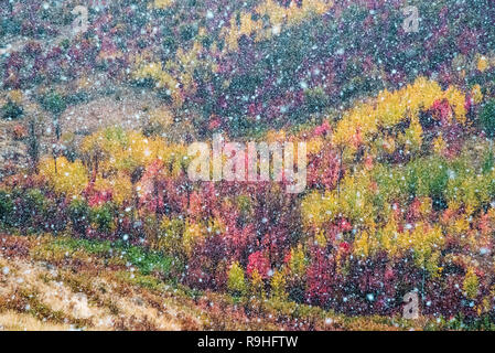 Flanc de Multi-couleur en automne crée une mosaïque palette de couleurs. Un coup de neige crée des intérêts supplémentaires. Banque D'Images