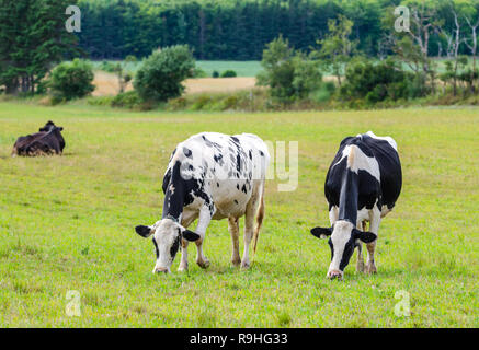 Paire de Frisons Holstein vaches paissant dans une prairie. Ces vaches sont connus comme la production la plus élevée au monde des animaux laitiers. Banque D'Images