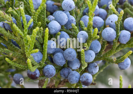 Cèdre rouge de l'affichage de la direction générale du sud de jeunes feuilles, avec jeunes cônes charnus femelle bleu 'Juniperus silicicola'. Banque D'Images