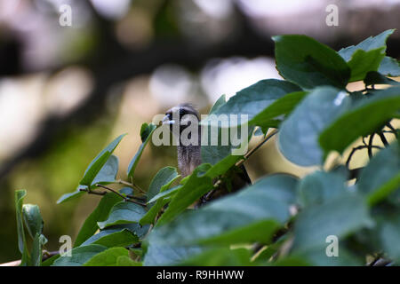 Curieux (colius striatus Speckled Mousebird) Peeking sur feuilles Banque D'Images