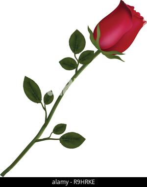 Vector illustration of photo-réalistes et très détaillé de fleur rose rouge isolé sur fond blanc. Beau bouton de rose rouge sur longue tige. Clipper Illustration de Vecteur