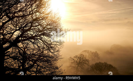Lever du soleil sur une vallée glaciale enveloppée de brouillard de faible altitude d'arbres en hiver